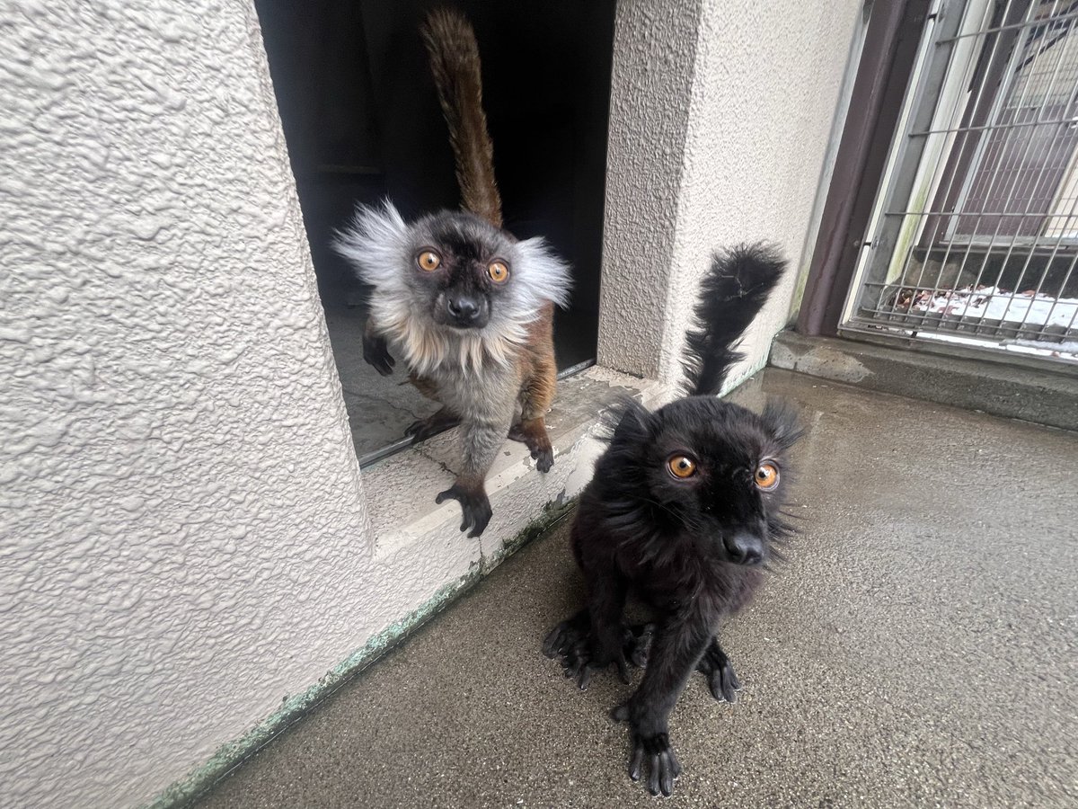 ichikawa_zoo's tweet image. クロキツネザルのメスの愛称投票期間はあと1週間です！

すでに沢山の方に参加していただいており嬉しいです(o^^o)
引き続きよろしくお願いします！

#市川市動植物園
#クロキツネザル
#メス
#愛称募集
#相方はマサラ