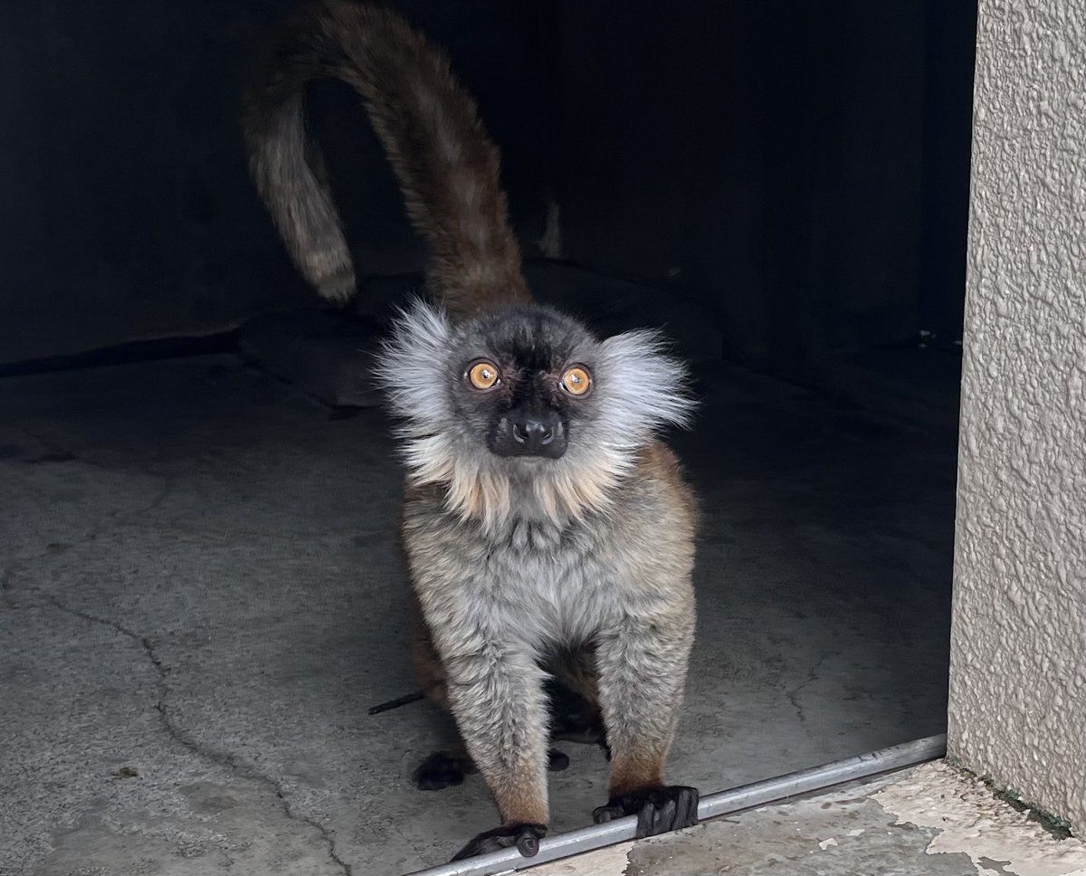 ichikawa_zoo's tweet image. クロキツネザルのメスの愛称投票期間はあと1週間です！

すでに沢山の方に参加していただいており嬉しいです(o^^o)
引き続きよろしくお願いします！

#市川市動植物園
#クロキツネザル
#メス
#愛称募集
#相方はマサラ