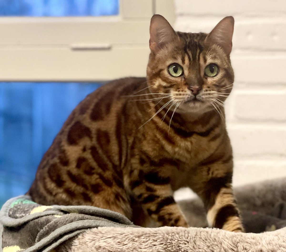 Nala🐾 Dierentehuis Beilen
Een lieve, slimme Bengaal die dol is op aandacht en gezelschap. In een rustige, stabiele omgeving met wat extra begrip komt ze het best tot haar recht. Gun jij haar die plek? Dan krijg je een aanhankelijke en prachtige kat terug.
dierenasiels.com/dier/5A380D9A-…