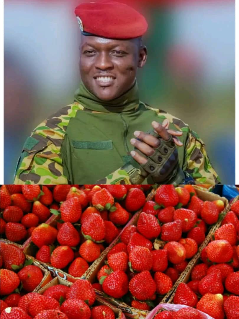 🇧🇫When the imperialists entered Burkina Faso, they told the people that Strawberry could not be grown on their soil, that the Sahelian climate would not support it.

In under 3 years Ibrahim Traore proved them totally wrong.

Today Burkina Faso is the top Strawberry producer in