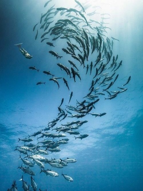 Oceans wibe 🐬🌊

 📸 Getty