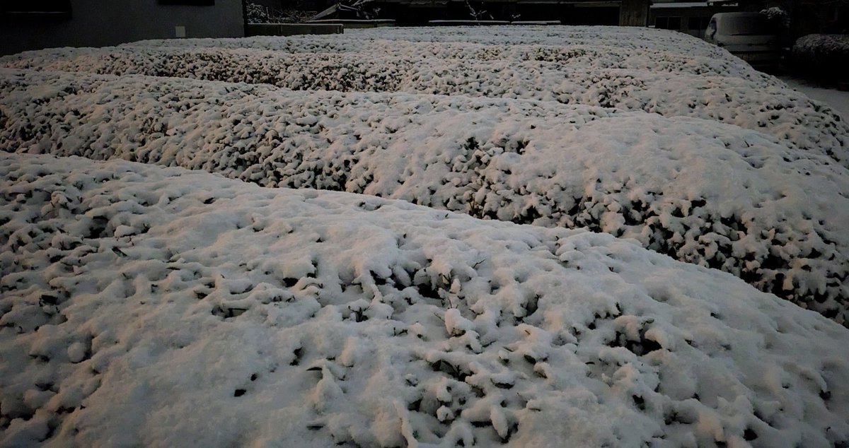 てべりん tweet media