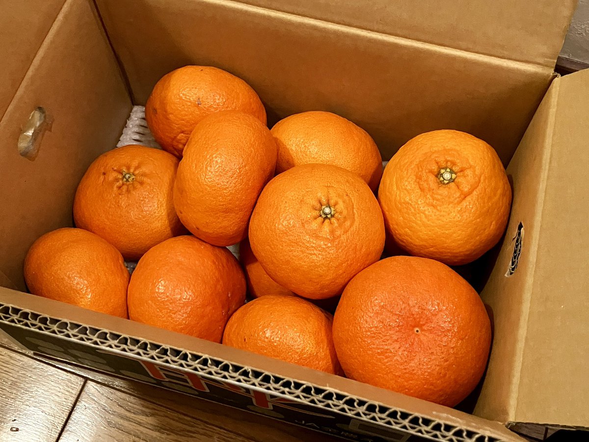 愛媛産の甘平(かんぺい)という果物を頂きました！！すごく大きくて瑞々しい！甘い！！みかんみたいに手軽に食べられる+八朔とかのサクサク系果肉という素晴らしい組み合わせでした！ありがとうございます！！！