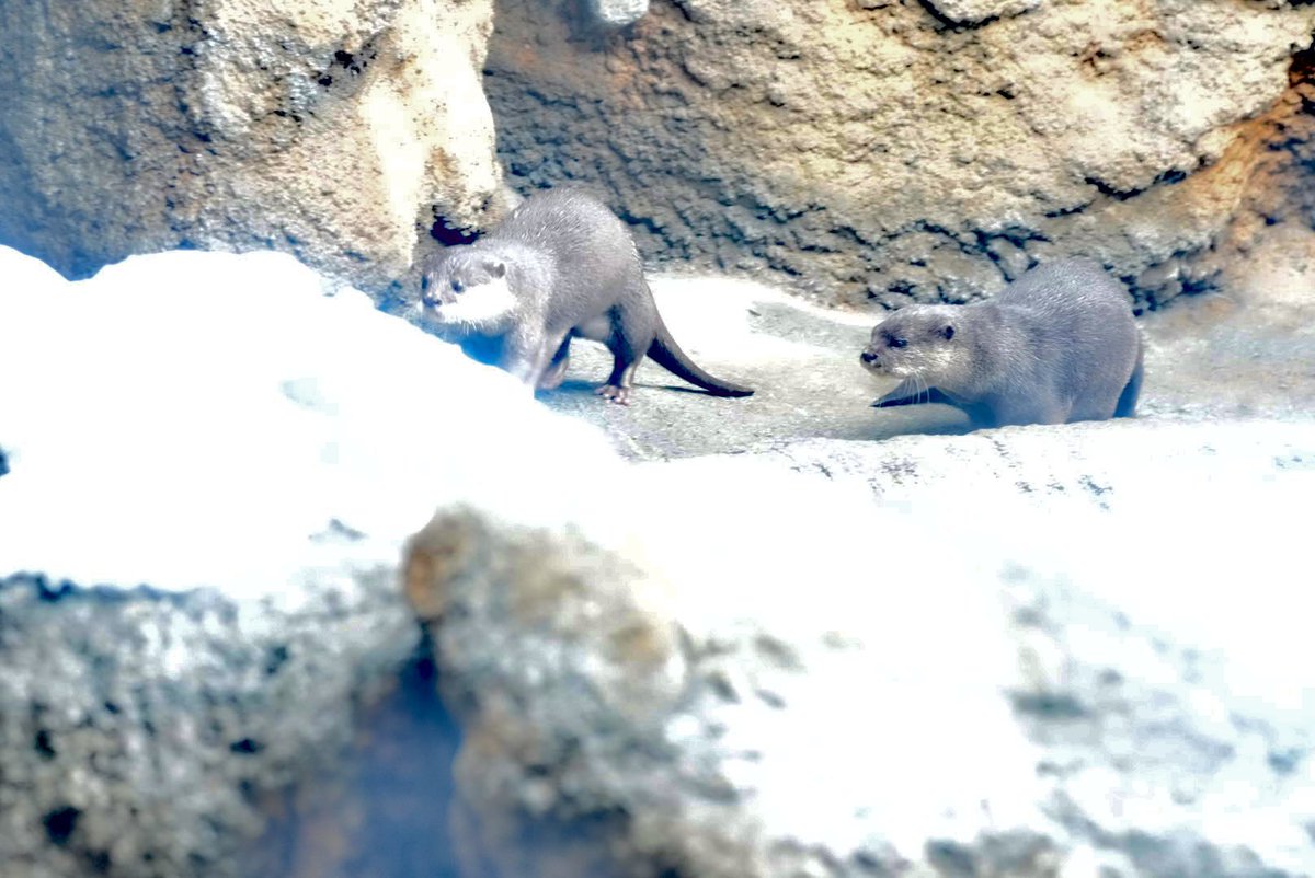 今日のカワウソ舎。お部屋と外は出入り自由、たまにお外に出ますがすぐ