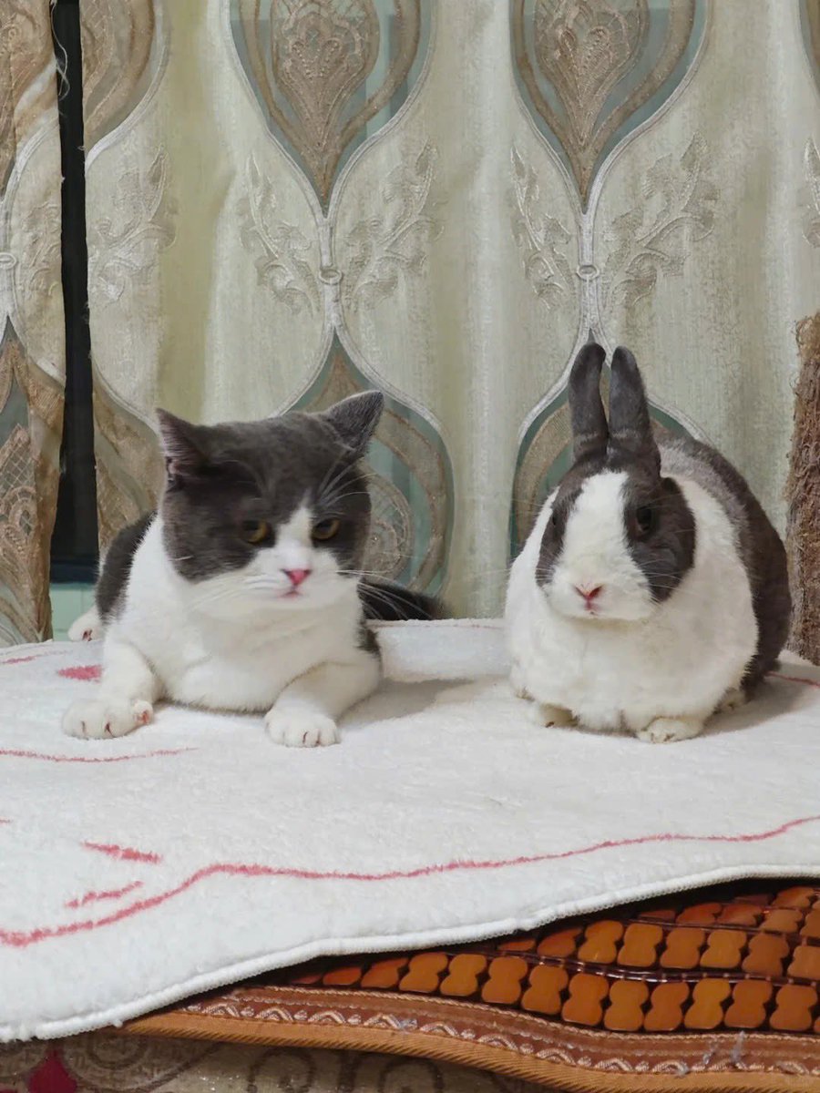 S様🐰 (@s_sama0924) / Posts / X