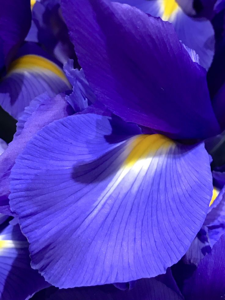 OlgaJumbei's tweet photo. Iris en février_ https://t.co/mx2Ihn3Hpf
