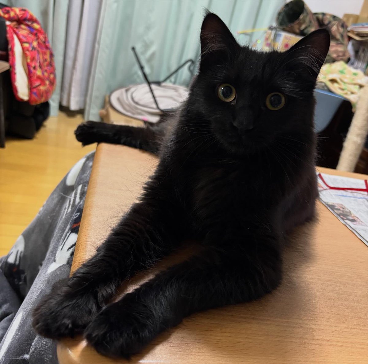 おやつくれくれ圧強めのリアルのびねこ🐈‍⬛