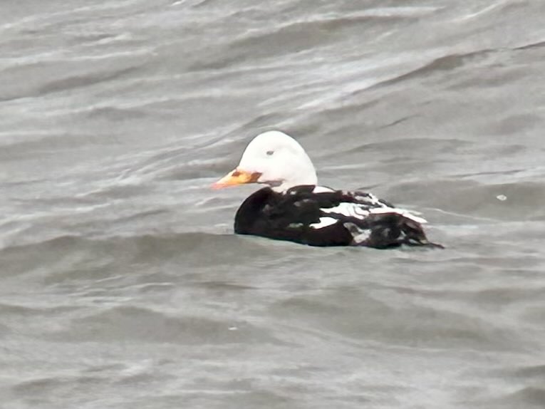 Adam Hutt 🏴󠁧󠁢󠁳󠁣󠁴󠁿 tweet media