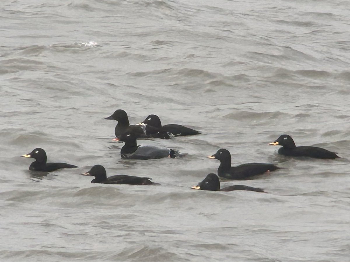 Adam Hutt 🏴󠁧󠁢󠁳󠁣󠁴󠁿 tweet media