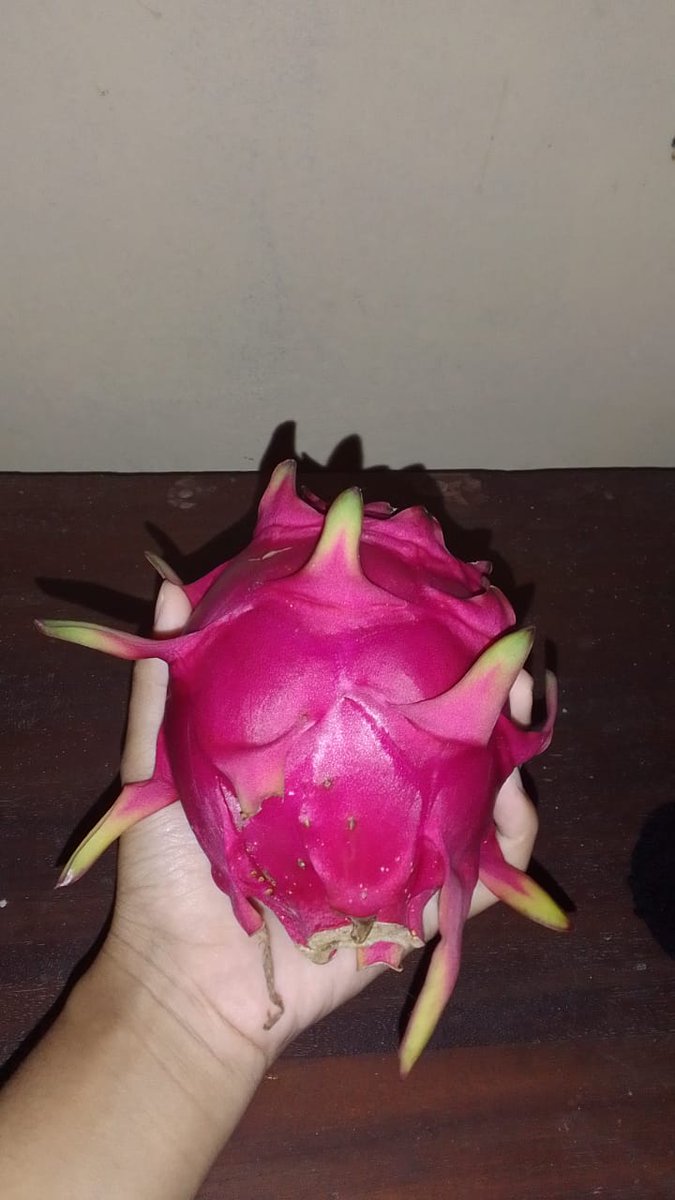 Shopipi711's tweet photo. @KucengTerbanggg Buah naga pertama dihalaman rumahku https://t.co/EJNi5D4N9T