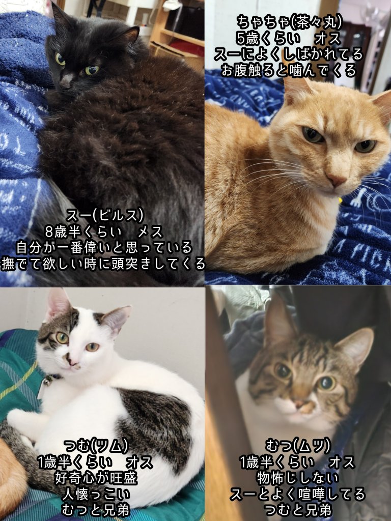 蒼紫 tweet media