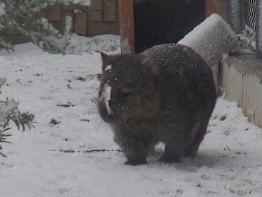 顔が冷たいんですけど〜。
#ウォンバット　#五月山動物園