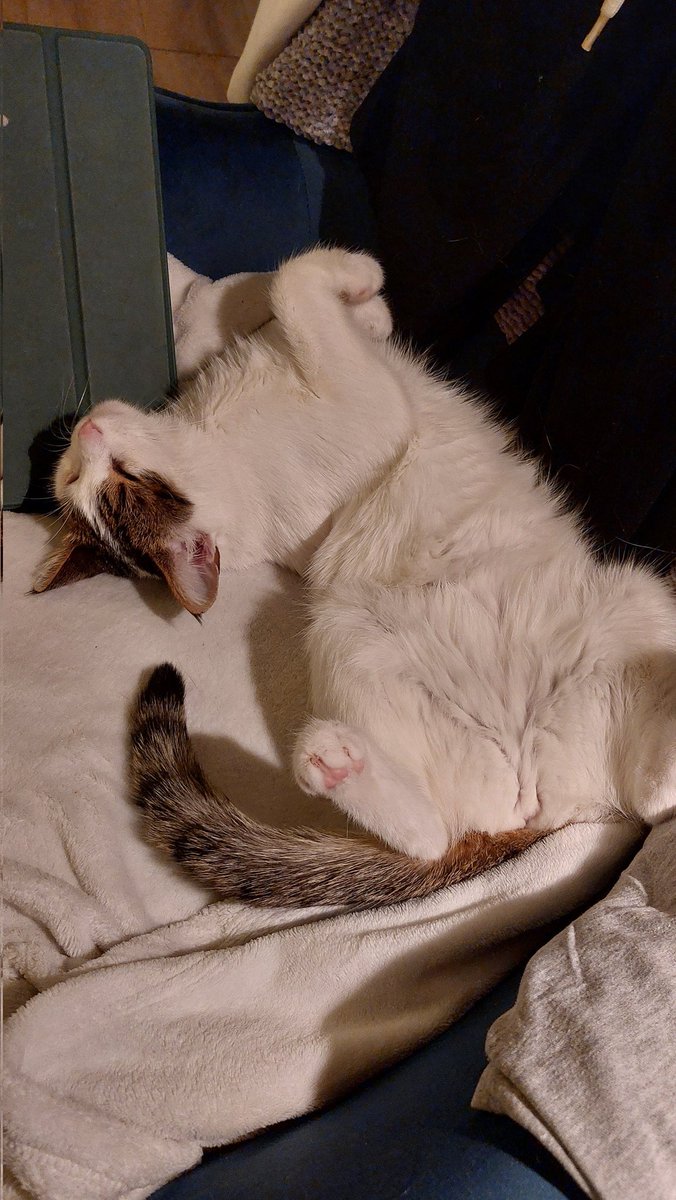 zoe ✮˚.⋆ | 🐀🧡 tweet media