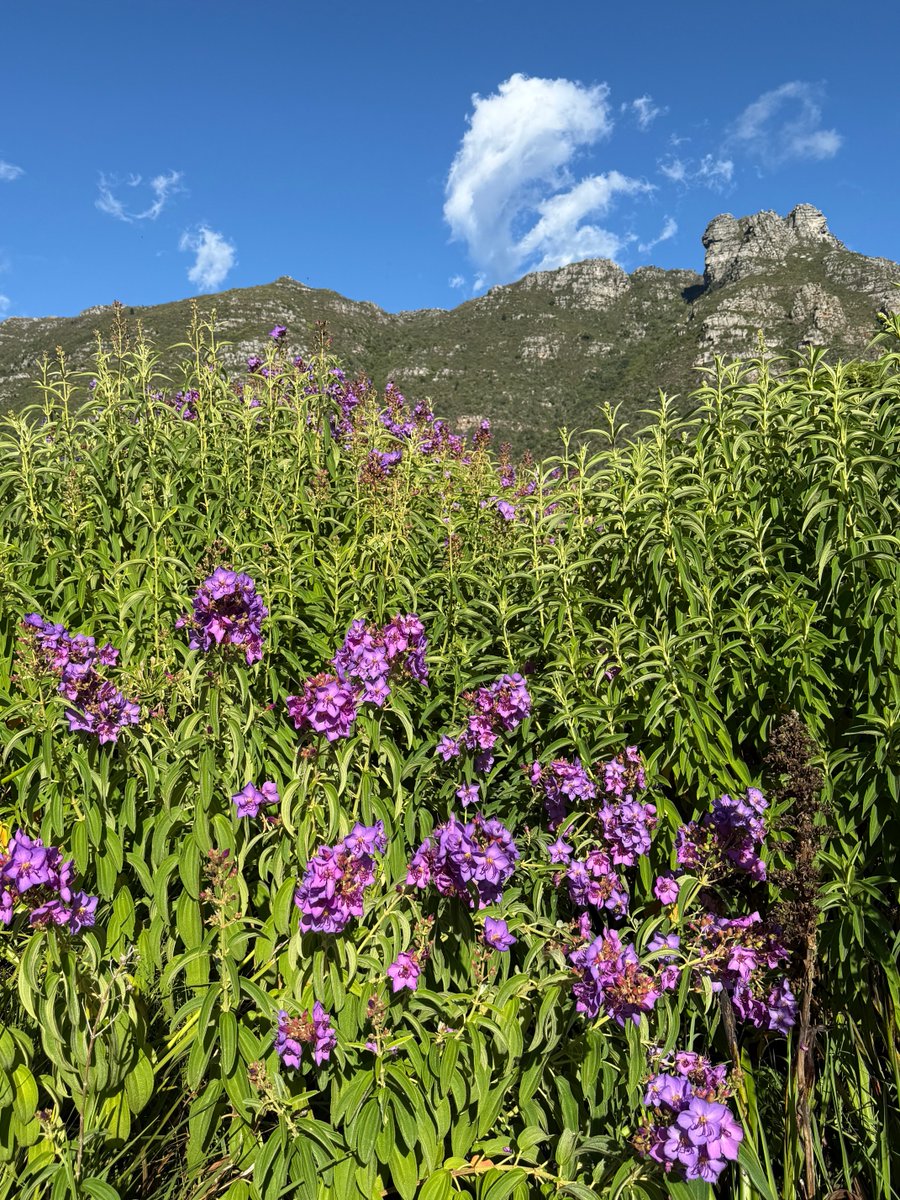 JudeStevens's tweet image. My view — it’s the beginning of tibouchina season, loved by carpenter bees which buzz the flower to shake off pollen. The wonders of nature 🐝😁 Hoping peeps are enjoying the weekend. #nature #bees #flowers