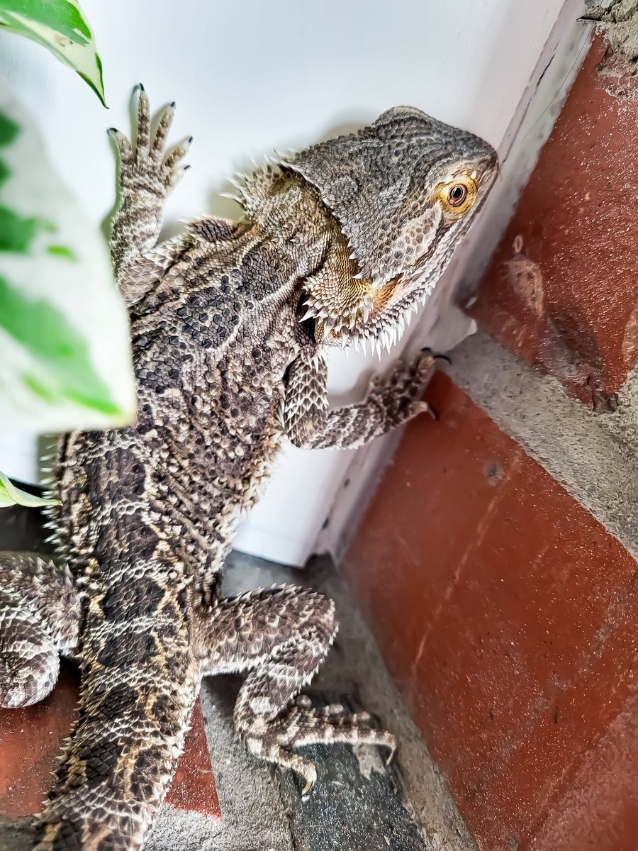 HomeForBeardies's tweet photo. Spider lizard! 

#beardeddragon #reptile #rescue #sanctuary #tulsaok https://t.co/4WNDw1DK2k