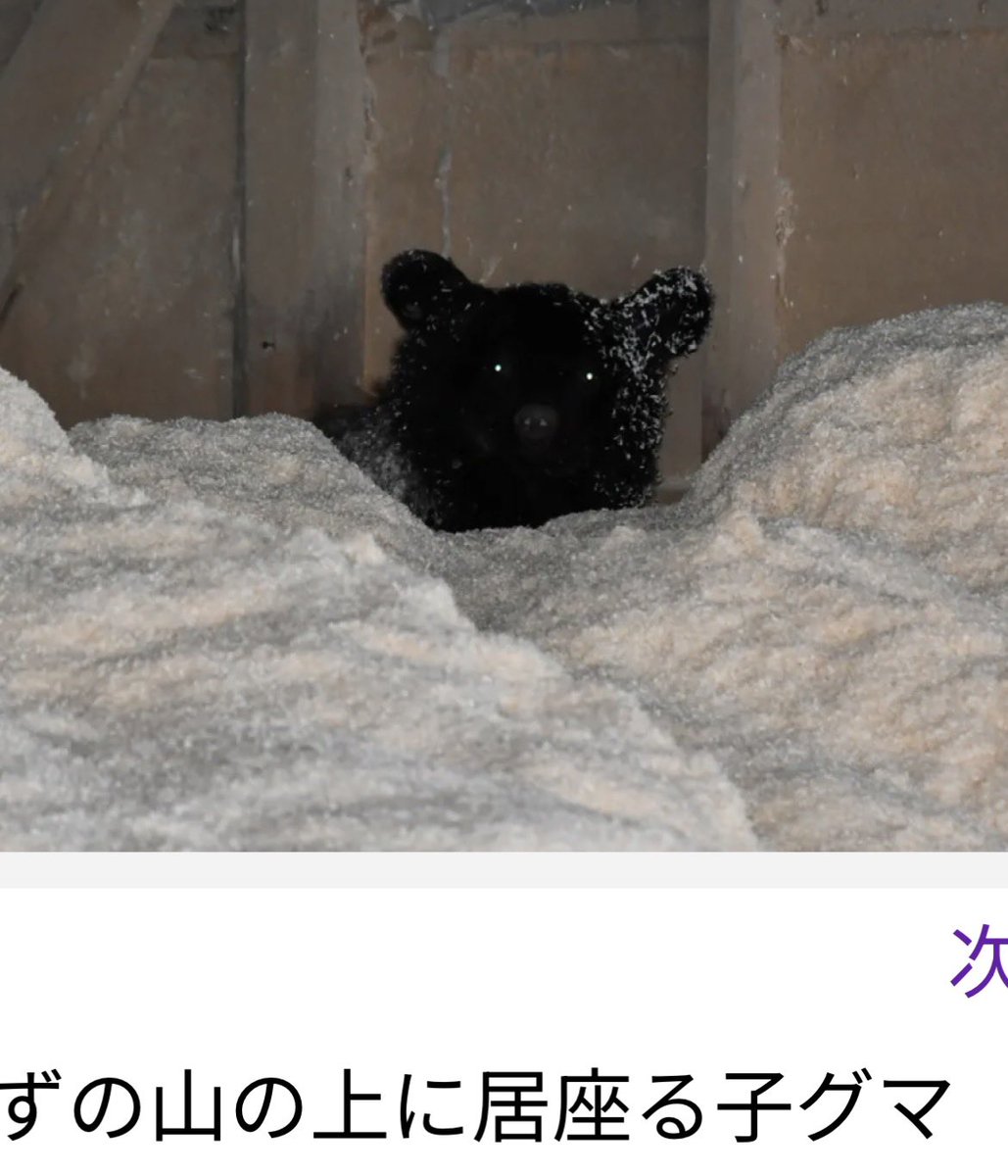 岩手県八幡平市で、小屋のおがくずの上で寝ていた子熊が捕獲、殺されました
子熊は寝床を探し見つけ、やっと眠りにつけたのでしょう。
小さな命の灯が消えました。
iwate-np.co.jp/article/2026/2…
