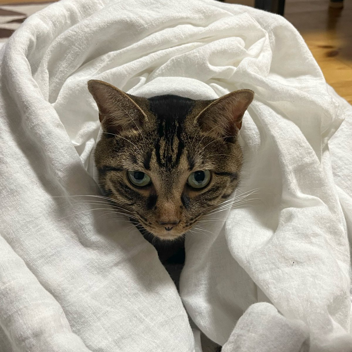 #このタグを見た人は黙って猫を貼る