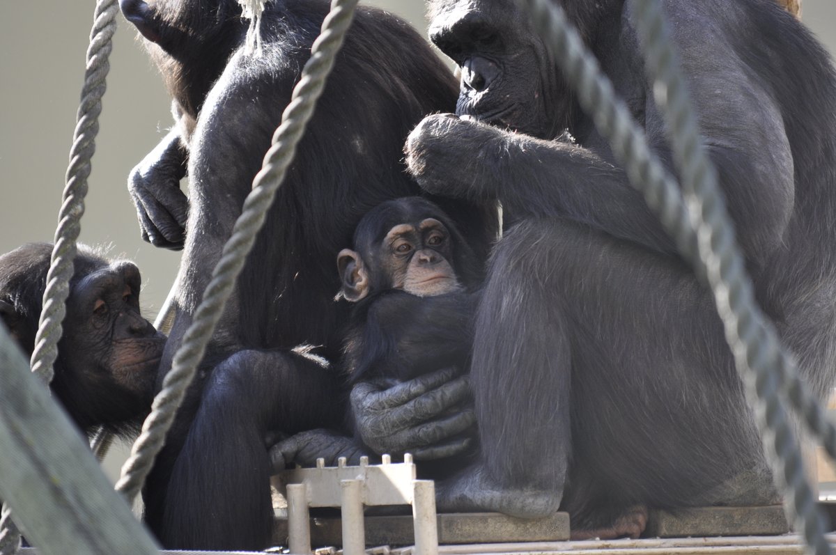 🐒💖 #東山動植物園 #チンパンジー