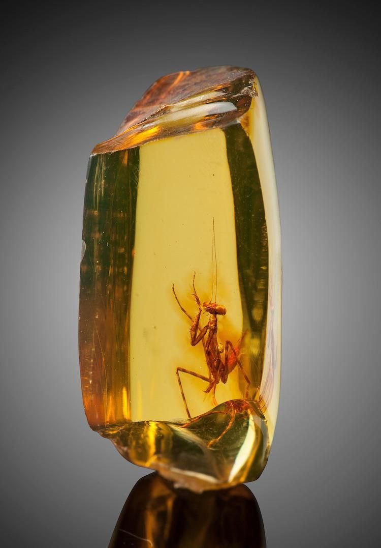 earthcurated's tweet image. This praying mantis embedded in amber is about 30 million years old.