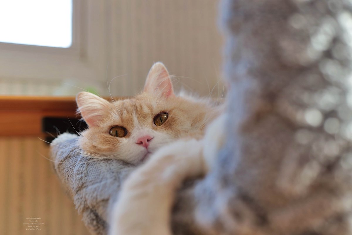 何も言わずに やさしさだけ そこにいる ┈ 皆さん、いつもありがとう