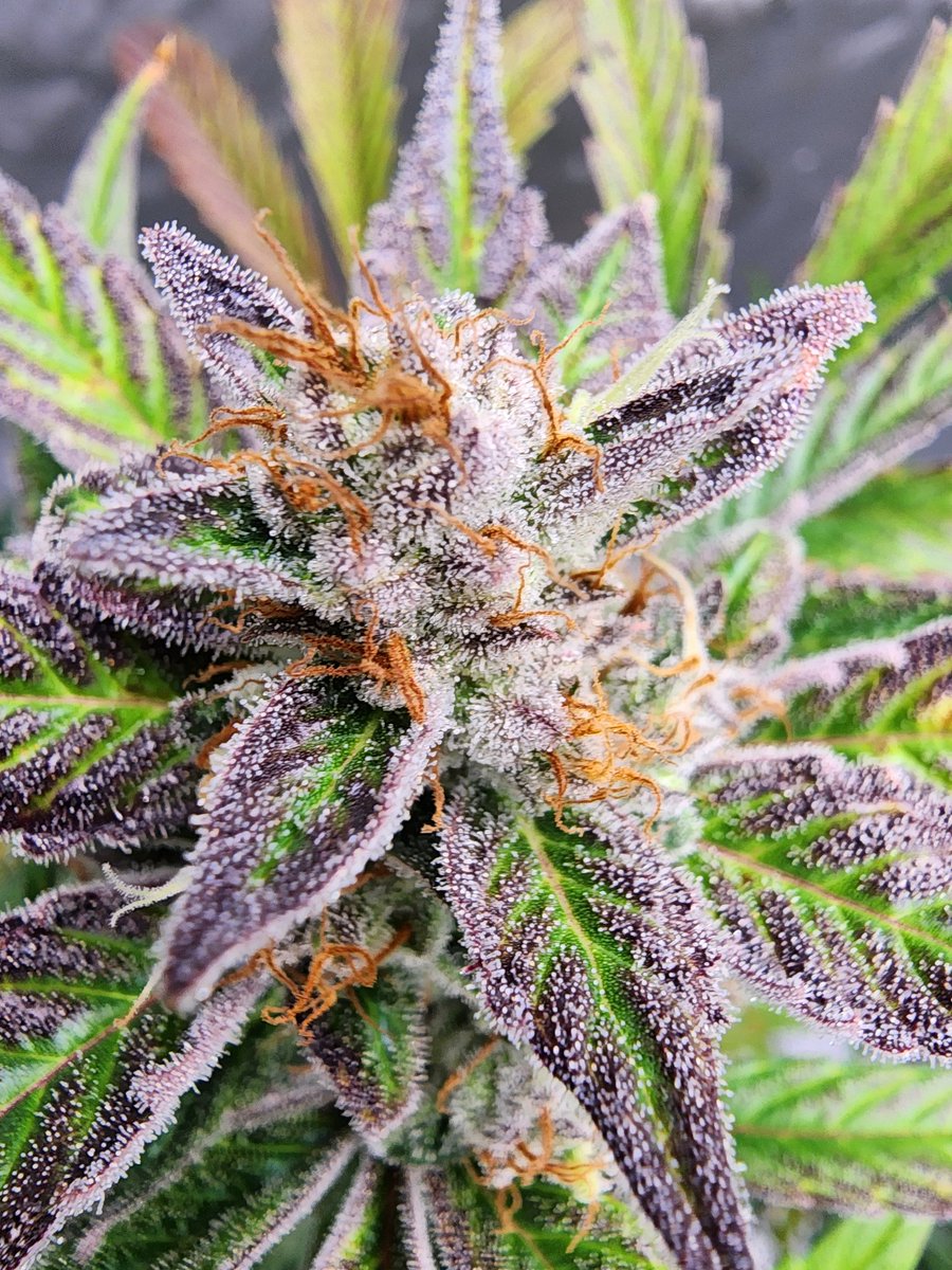 So close to chop day. She is a beauty