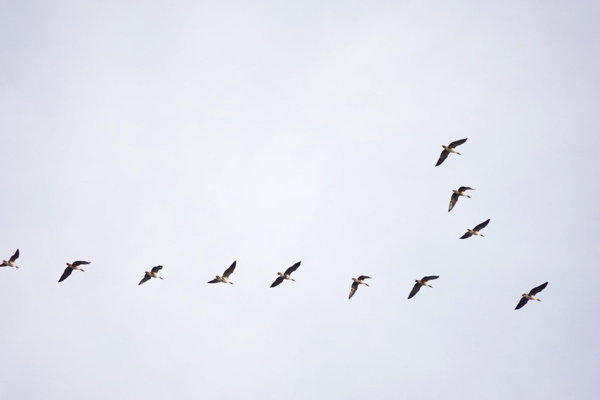 Stuart's birding tweet media