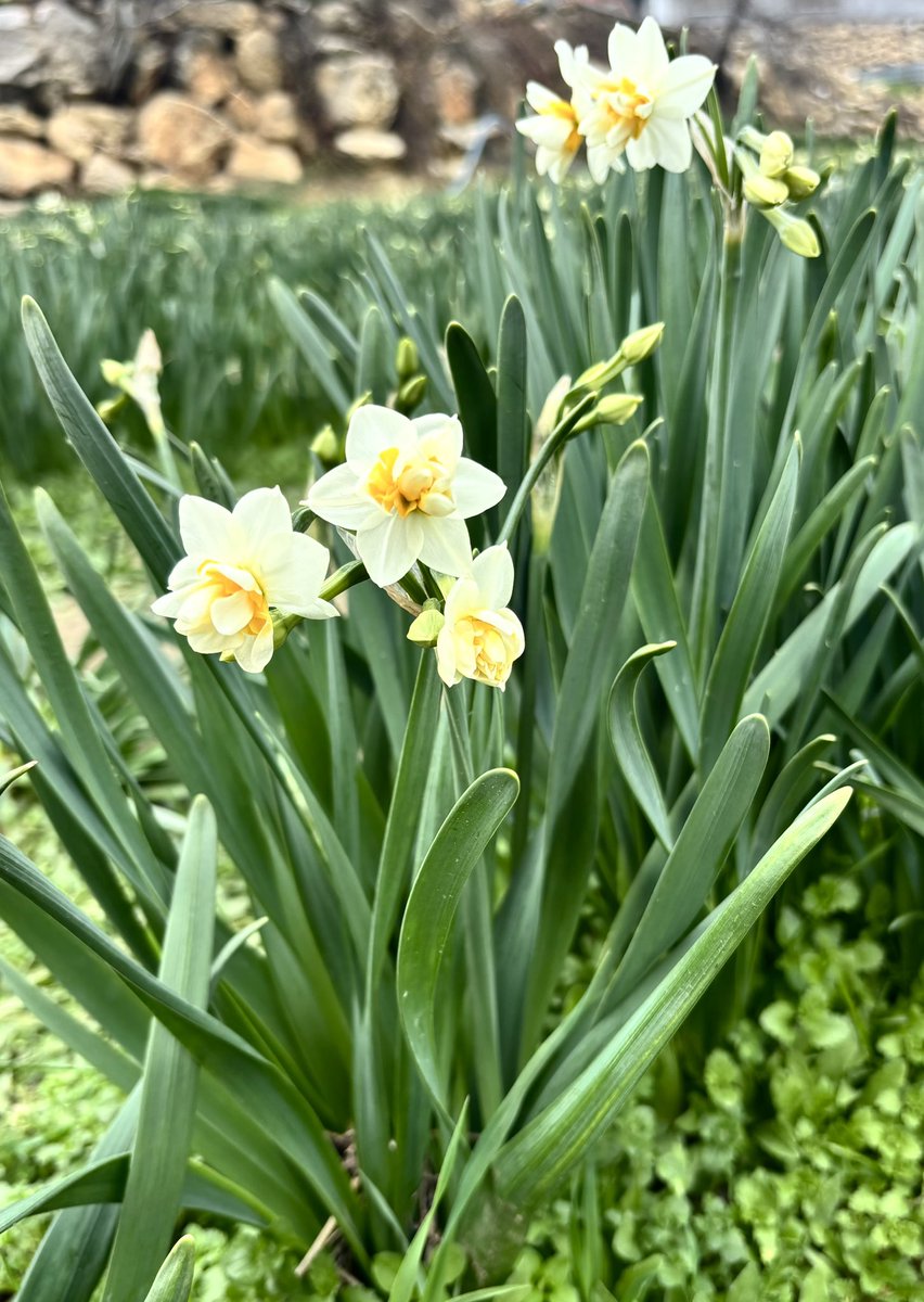 13 km yürüdüm de geldim..

#pamuklukgölü #pirömerliköyü #nergis #tarsus #mersin