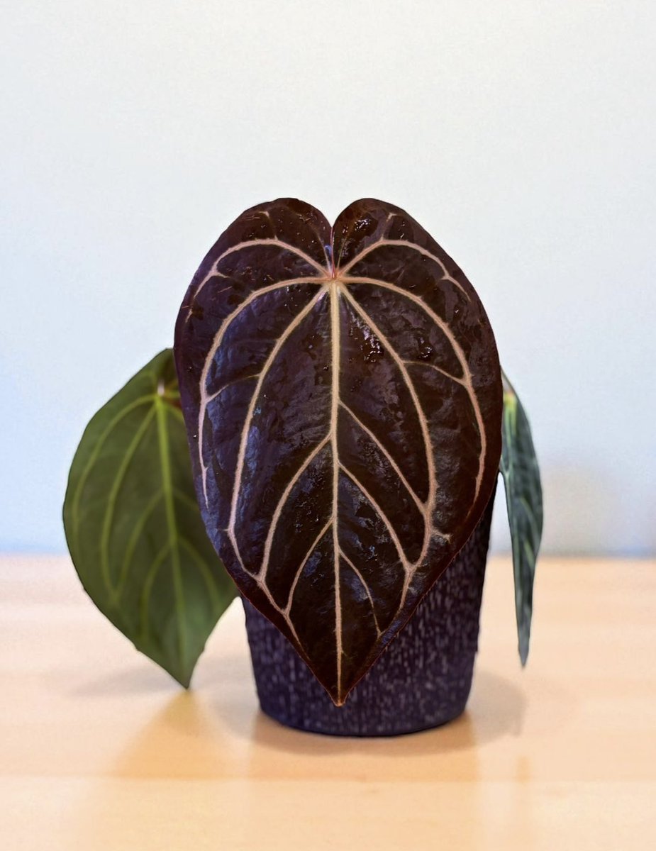 #草フリマ
Anthurium Iron mask x Carlablackiae Nana2

価格 :￥6000 (着払い)
発送方法:ヤマト便 14日or15日(選択可)神奈川から発送
支払い方法 :PayPay または銀行振込
購入条件:国内フォロワー様のみ 

写真1と2は同じ株でお譲り株
写真3 4は親株

希望の方DMお待ちしております✉️