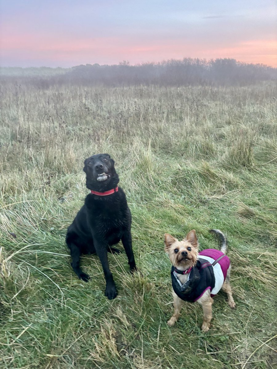 NailerD's tweet photo. @NiallHarbison Two rescues and one family litter dog, #AdoptDontShop https://t.co/8wfFEODDhw