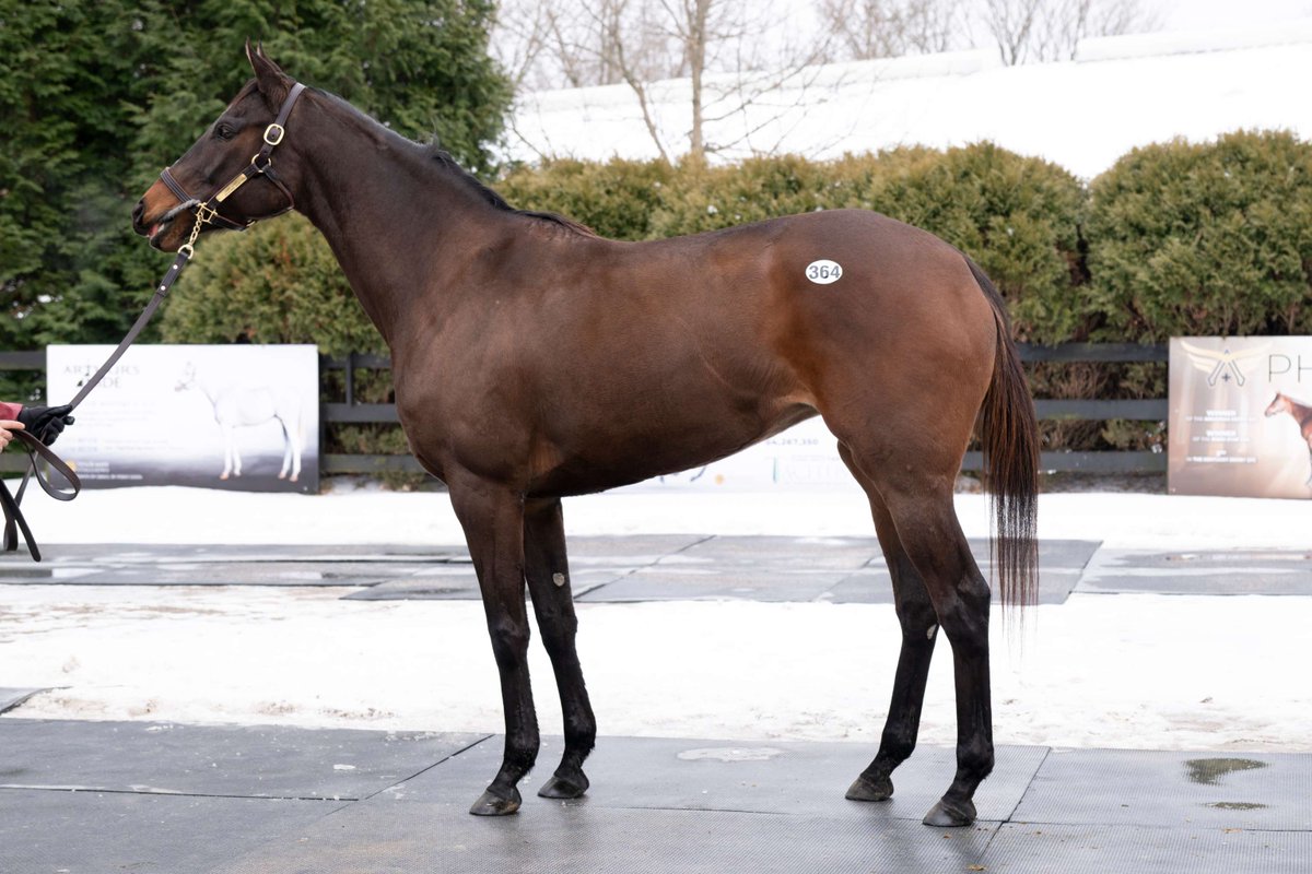 TaylorMadeSales's tweet photo. Don't miss this broodmare prospect selling #FTFeb
Hip 364 🍬 Candy Light
➡️Stakes winning daughter of Candy Ride with earnings of $393,268Stakes winning daughter of Candy Ride with earnings of $393,268
➡️Has ran ten 80+ Beyer Speed Figures over the course of her career.
➡️Candy Ride is responsible for 28 Graded Stakes winners as a Broodmare sire.
📄https://t.co/Wbjxd26lZS
📲Steve C. 859-684-8180 @steve_kempton