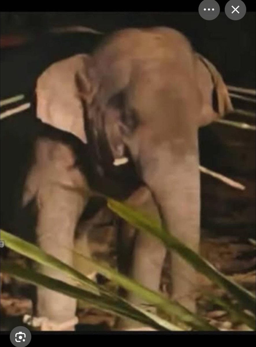 น้องคือเด็ก 10 ขวบ ที่แค่ต้องการเอาตัวรอด หากินไปวันๆ 
แต่ทำไมทำเหมือนน้องเป็นนักโทษประหาร 😫
#สีดอหูพับ