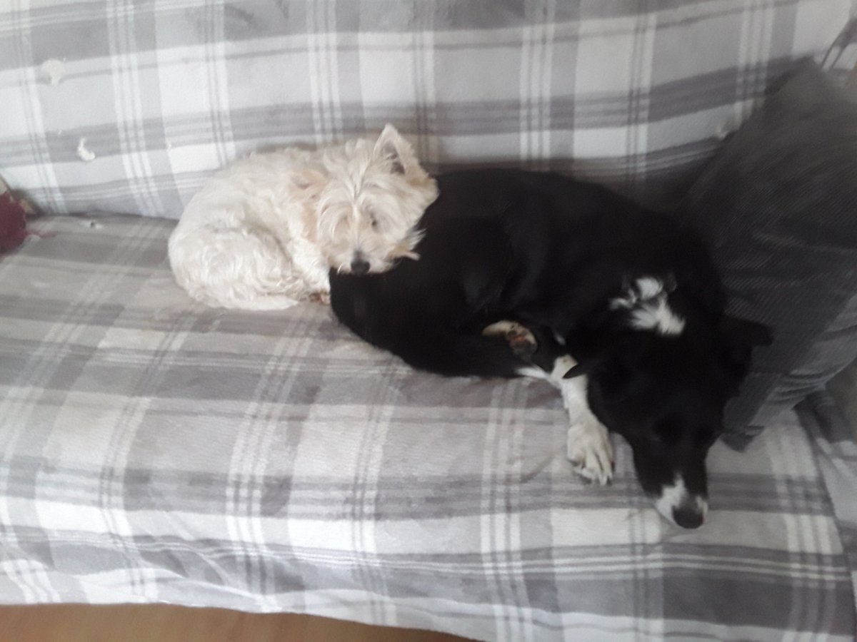 Charliejam1's tweet photo. Pals, pals, we are whispering it, but we can see sunshine and no wet stuff coming down.... 😎😂❤💕🐶🐾💕 https://t.co/Mn3cBwNrCk