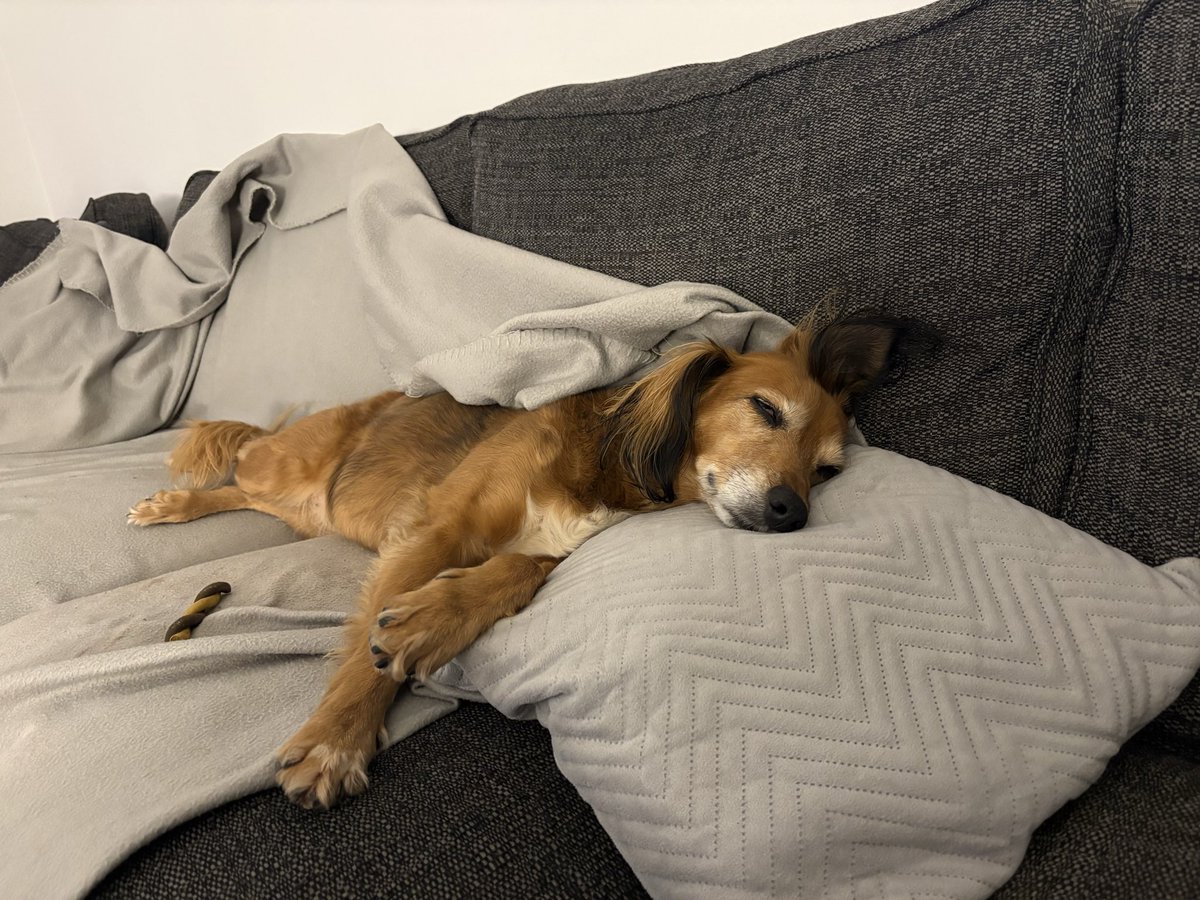 lm_orton's tweet photo. @NiallHarbison Lady (aka Lady Muck) my 9 yo rescue, having a lazy Sunday morning! 😴🙄🤦🏻‍♀️ #rescuedogsareTHEbest! ☺️ https://t.co/S8vohSDbwY