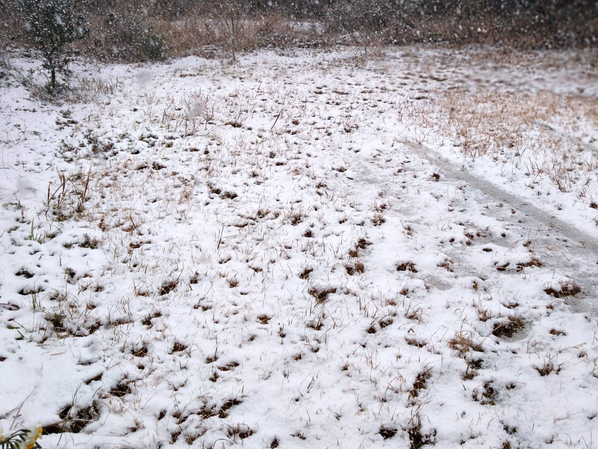 donguribito's tweet photo. 大人になっても雪は触る。たぶん10年ぶりくらい。#大阪 https://t.co/I2S4q4rWph