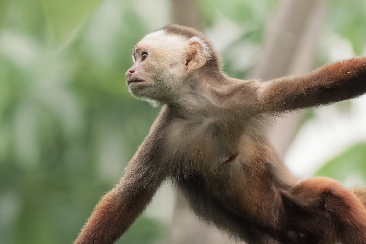 Memo Gómez (Fotógrafo de Naturaleza) tweet media