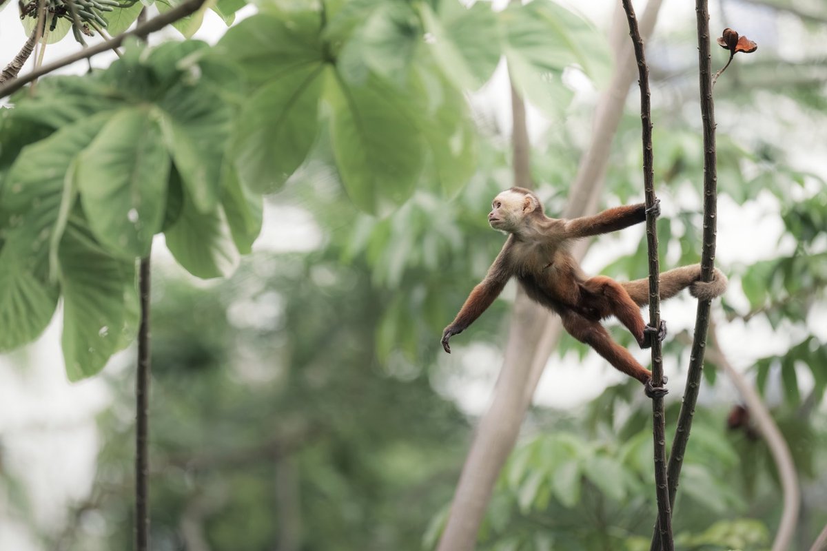 Memo Gómez (Fotógrafo de Naturaleza) tweet media