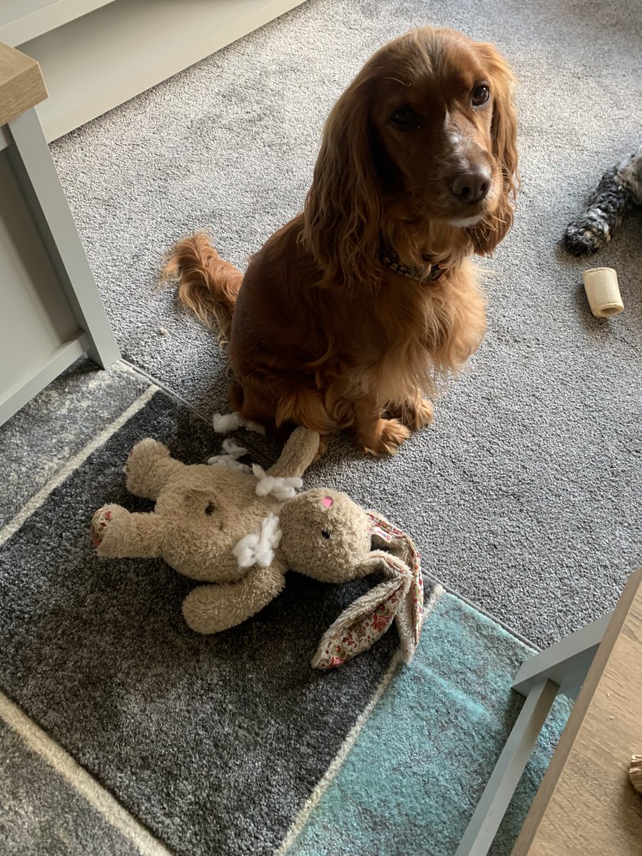 Nothing is safe #spaniel #cockerspaniel