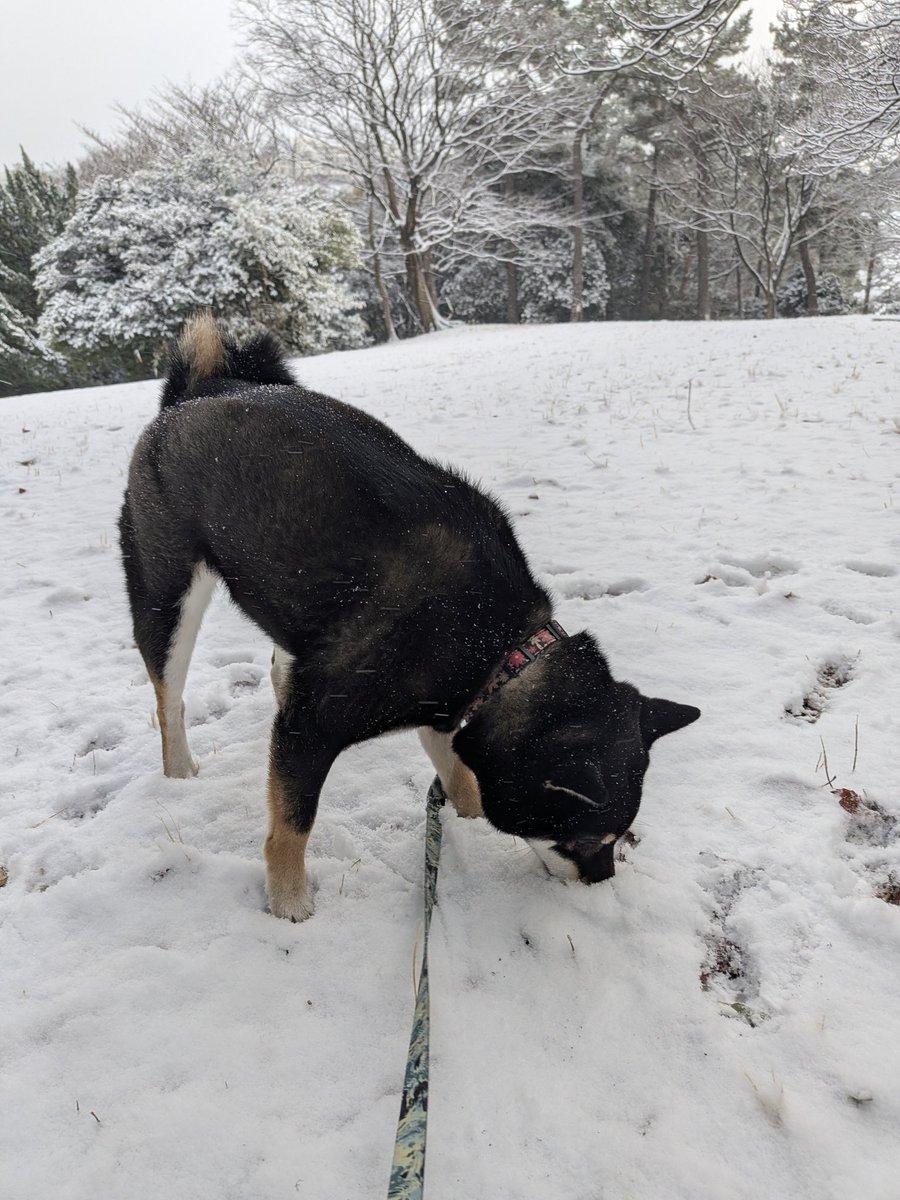 EvilNecko's tweet image. My Shiba's happy place 🤣.