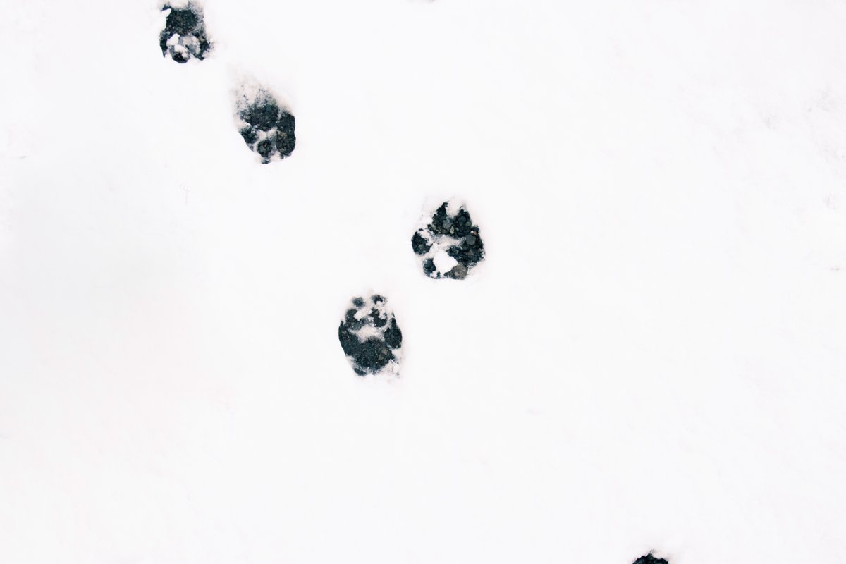 𝙎𝙊𝙉𝘼. tweet media