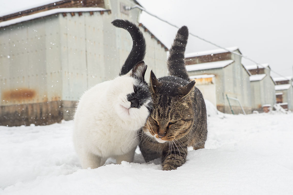 ねこ。 #猫 #ねこ #cat #猫写真