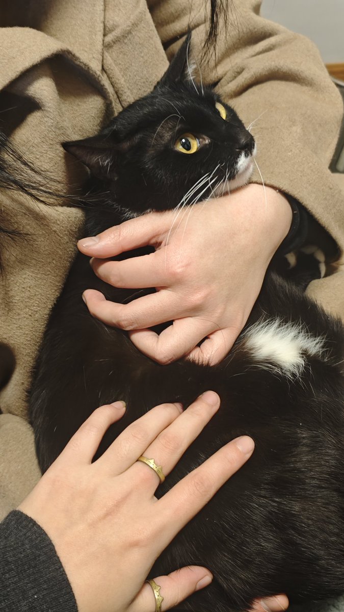 又开始发你家奶牛猫
