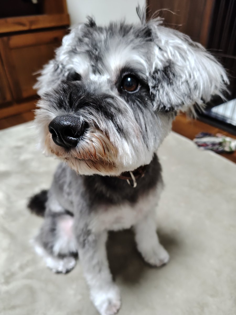 トリミング行ってきました！
今回は前と同じにしてもらったけどおかっぱっぽい仕上がりに笑

#ミニチュアシュナウザー