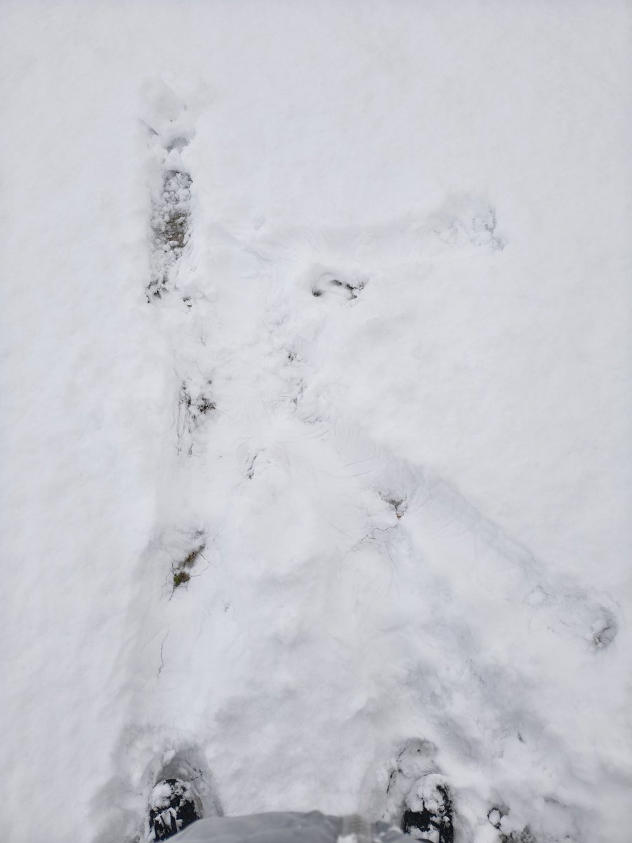 バ先で書いたkyouさんと
kyouさんの真似して家の駐車場で歩いたkyouさんと
Kの字で倒れた私の全身でのK！
雪楽しい！雪だらけ！！真っ白しろ！！