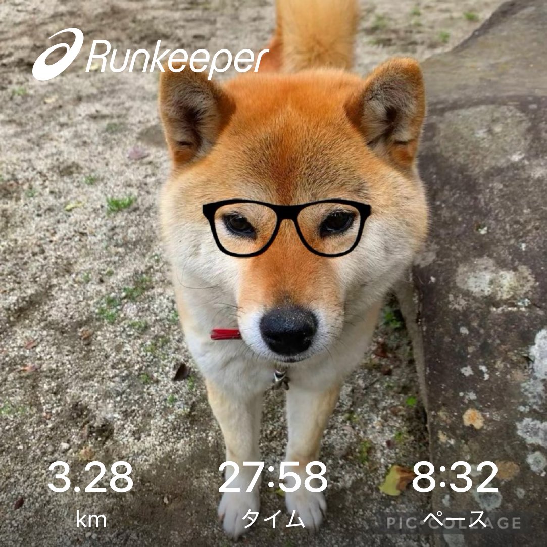 Adamayto's tweet photo. 今日の散歩🐕😊 https://t.co/DMSNHa0FXJ