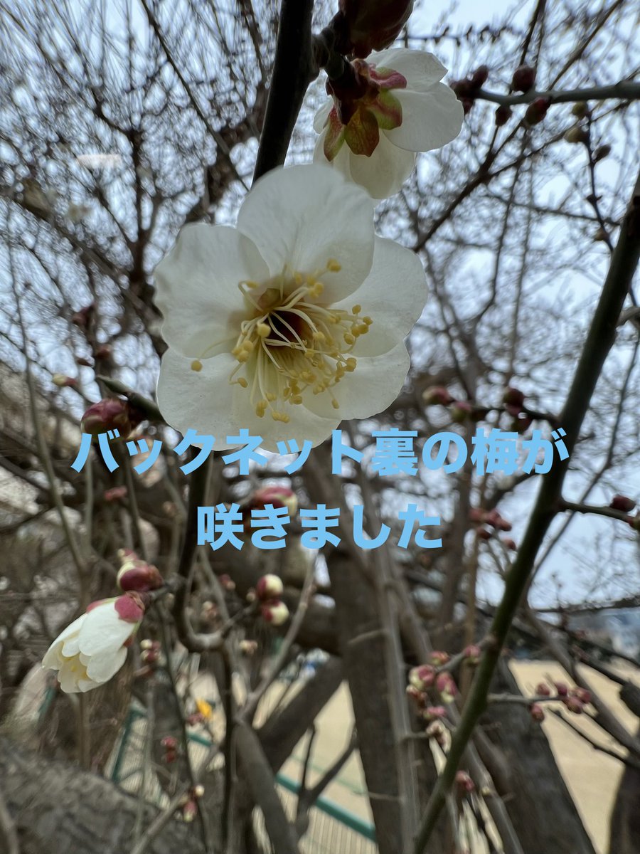 kitaurawa_fc's tweet photo. 🌈2月15日体験会のお知らせ🌈

2/15(日)9:00〜11:00
北浦和小校庭

⚾️高校野球センバツ決定👍
⚾️WBCメンバー決定👍
🫵君も春からフレンドクラブに決定ー👍

#少年野球 #浦和フレンドクラブ #体験会 #埼玉西武ライオンズ #北浦和小 #木崎小 #大門小 #道祖土小 
お問合せurawafc2015@gmail.com https://t.co/9Z943iGlss