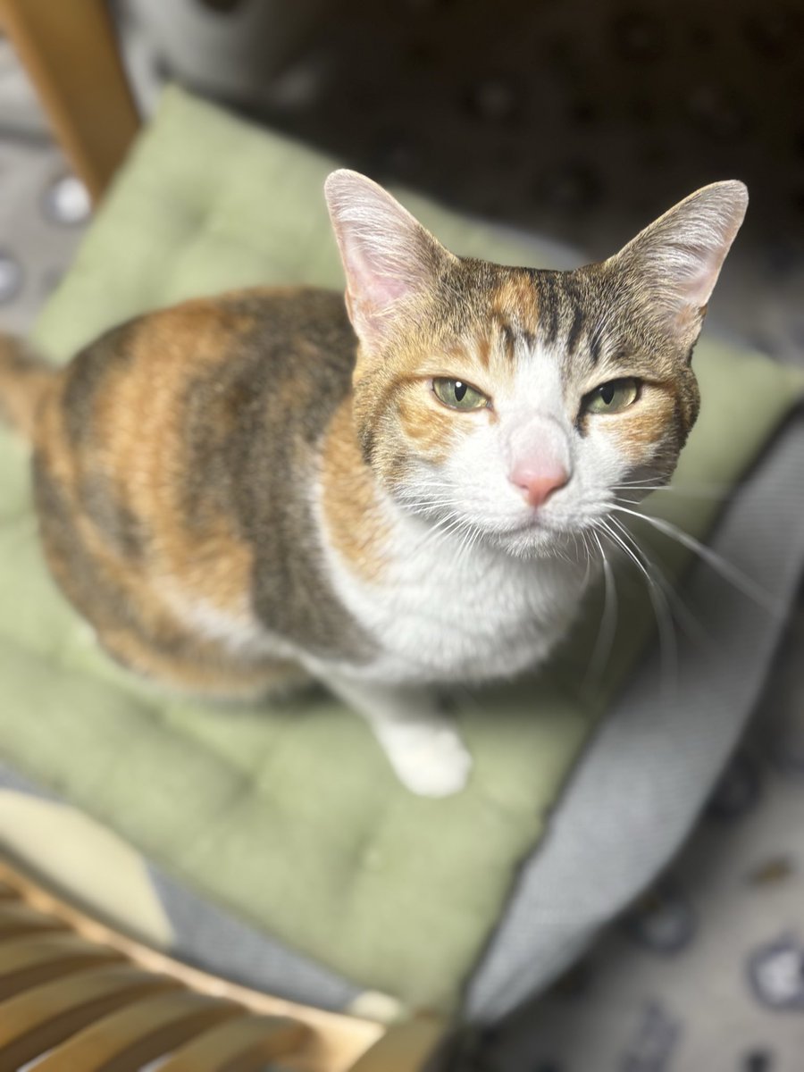 mimi__chan___'s tweet photo. 甘えたいときの目👀

#猫 #猫好きさんと繋がりたい #保護猫
#猫のいる暮らし #猫のいる幸せ https://t.co/2F91MdxPR6