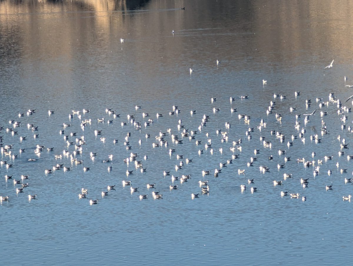 La naturaleza hace su trabajo en Madrid Rio. En <a href="/JMD_SanBlas/">Distrito de San Blas-Canillejas</a>. La naturaleza nos ofrece un Humedal,  los vecinos de <a href="/MADRID/">Ayuntamiento Madrid</a> Este lo necesitamos  @JMD_Vicalvaro <a href="/JMDmoratalaz/">Distrito de Moratalaz</a> <a href="/JMDCiudadLineal/">Distrito de Ciudad Lineal</a> No a un estanque con 4 🦆rodeado de cemento y autovías Feliz domingo