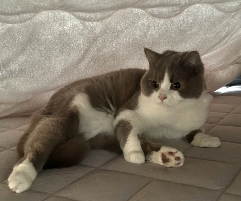 タイムライン見てたらみなさん雪が積もって、猫ちゃんたちが楽しそう