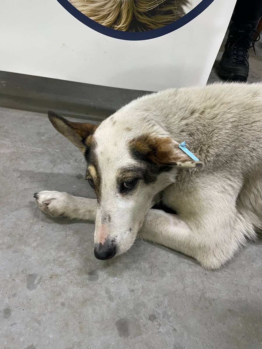 She was sitting in the cold outside a store, too scared to go inside 😭🥺

We met this dog in Pavlohrad, Dnipropetrovsk region, during our veterinary mission. In the town, we sterilized and treated animals.

Despite the freezing temperatures, the dog was afraid to go inside and