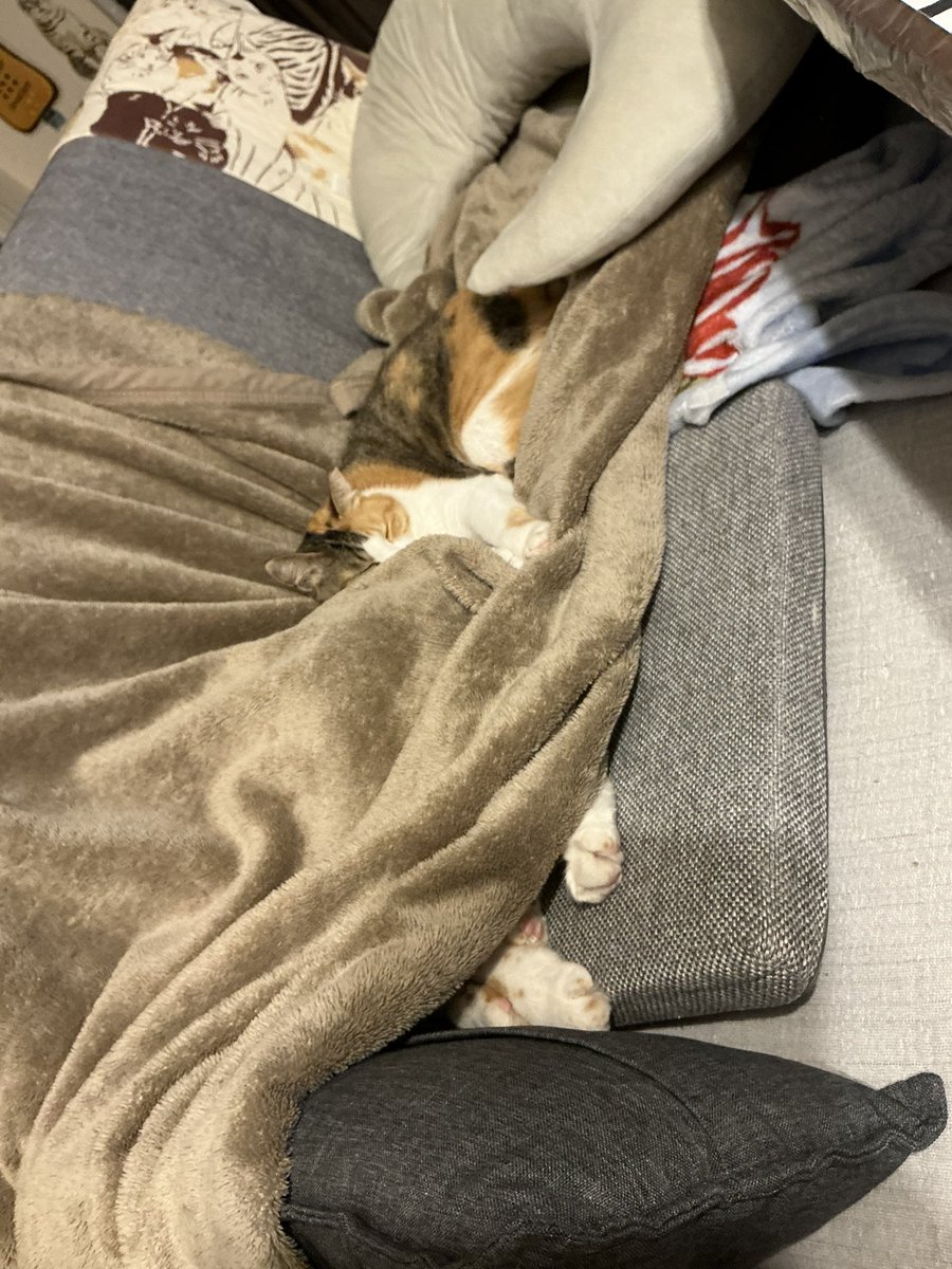 ニャン太桜子🐱 (@nyantacchi) / Posts / X